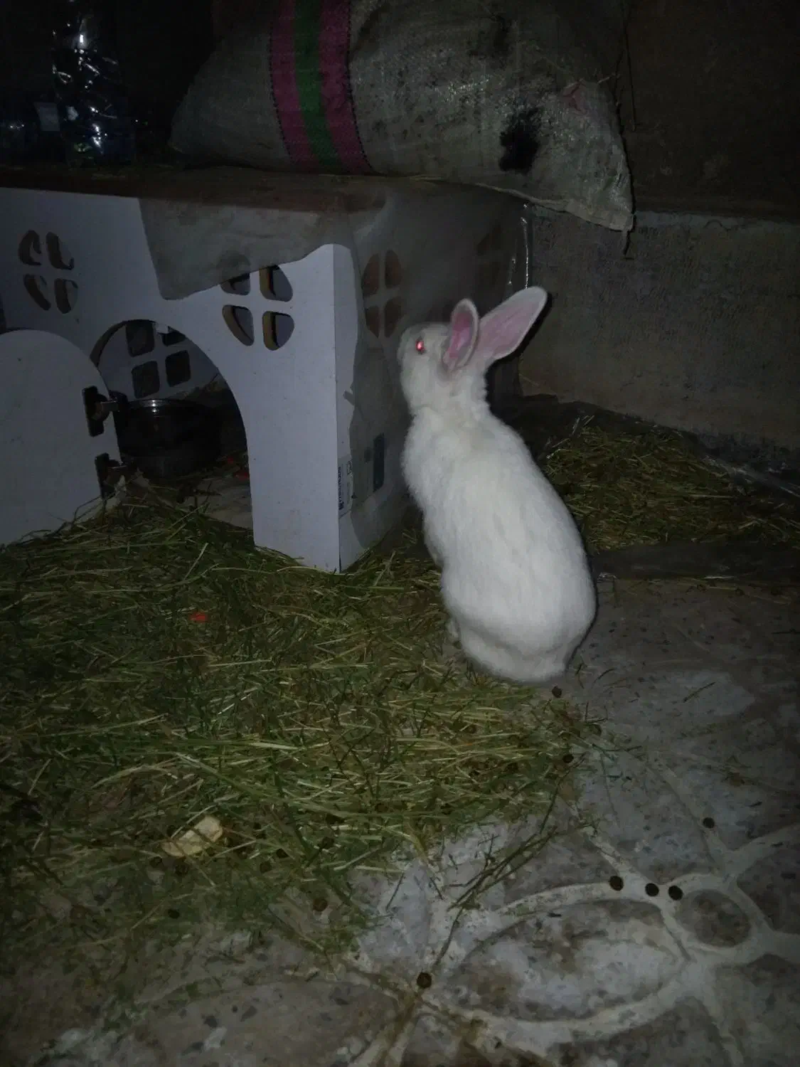 خرگوش|موش و خرگوش|همدان, |دیوار