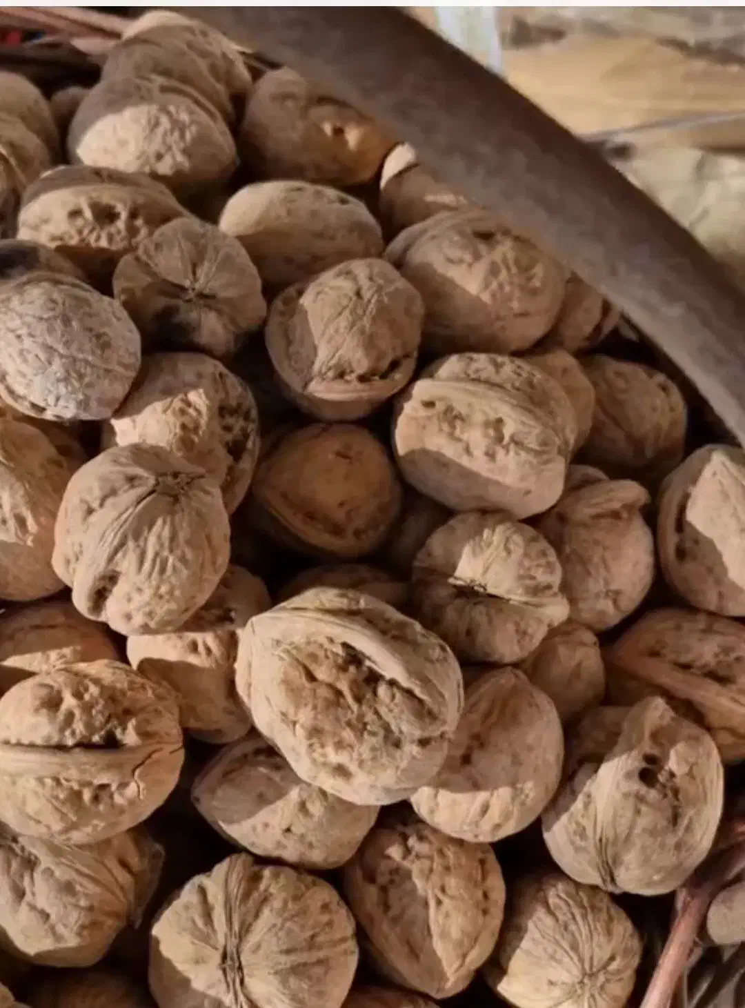 فروش گردو و مغز گردو روغنی کردستان کلی و جزئی|خوردنی و آشامیدنی|اورامان, |دیوار