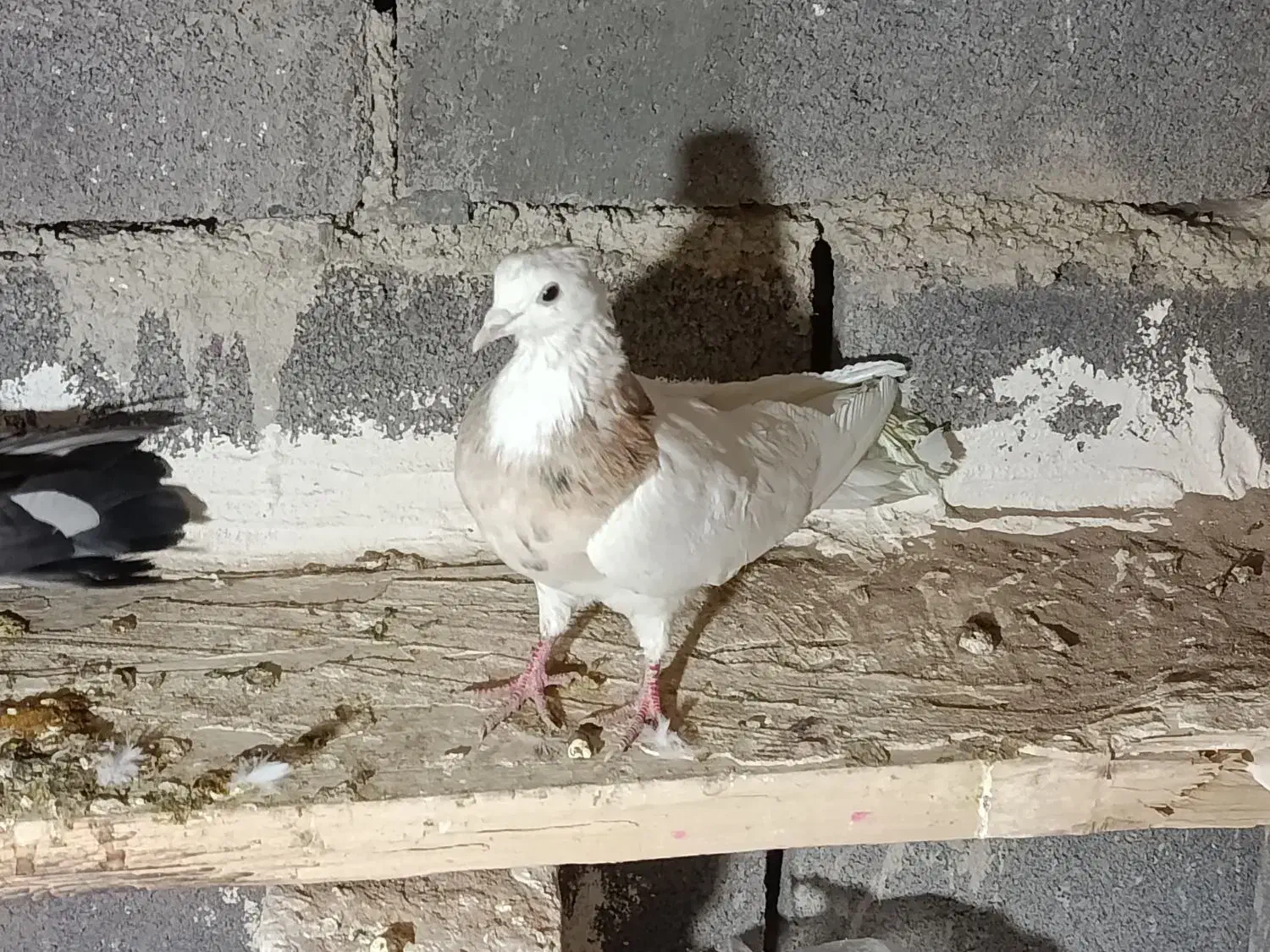 طوقی نامبر|پرنده|لالجین, |دیوار