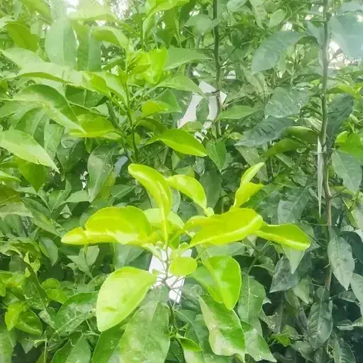 نارنج گلدون زده آماده 10 هزار تومان|گل و گیاه طبیعی|ساری, |دیوار