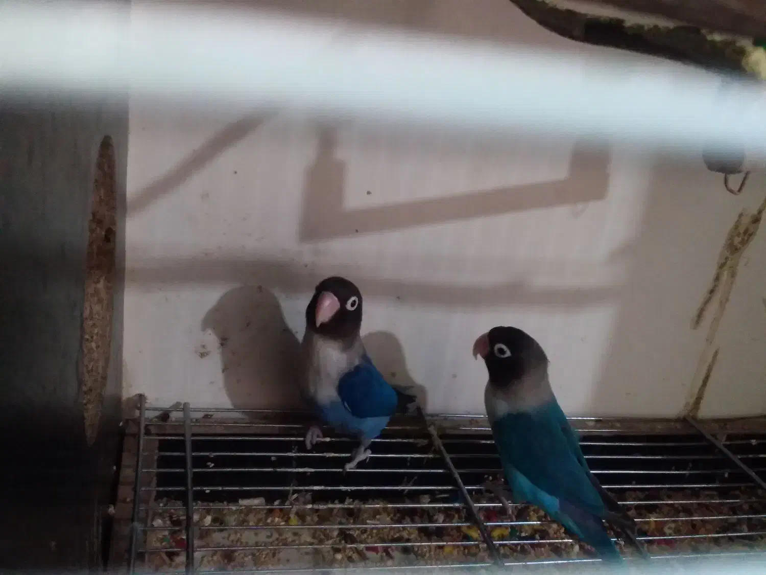 طوطی برزیلی مولد|پرنده|پلدختر, |دیوار