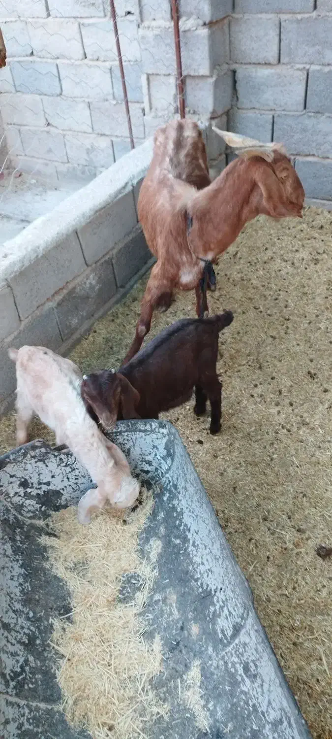 بز دورگ|حیوانات مزرعه|یزدان شهر, |دیوار