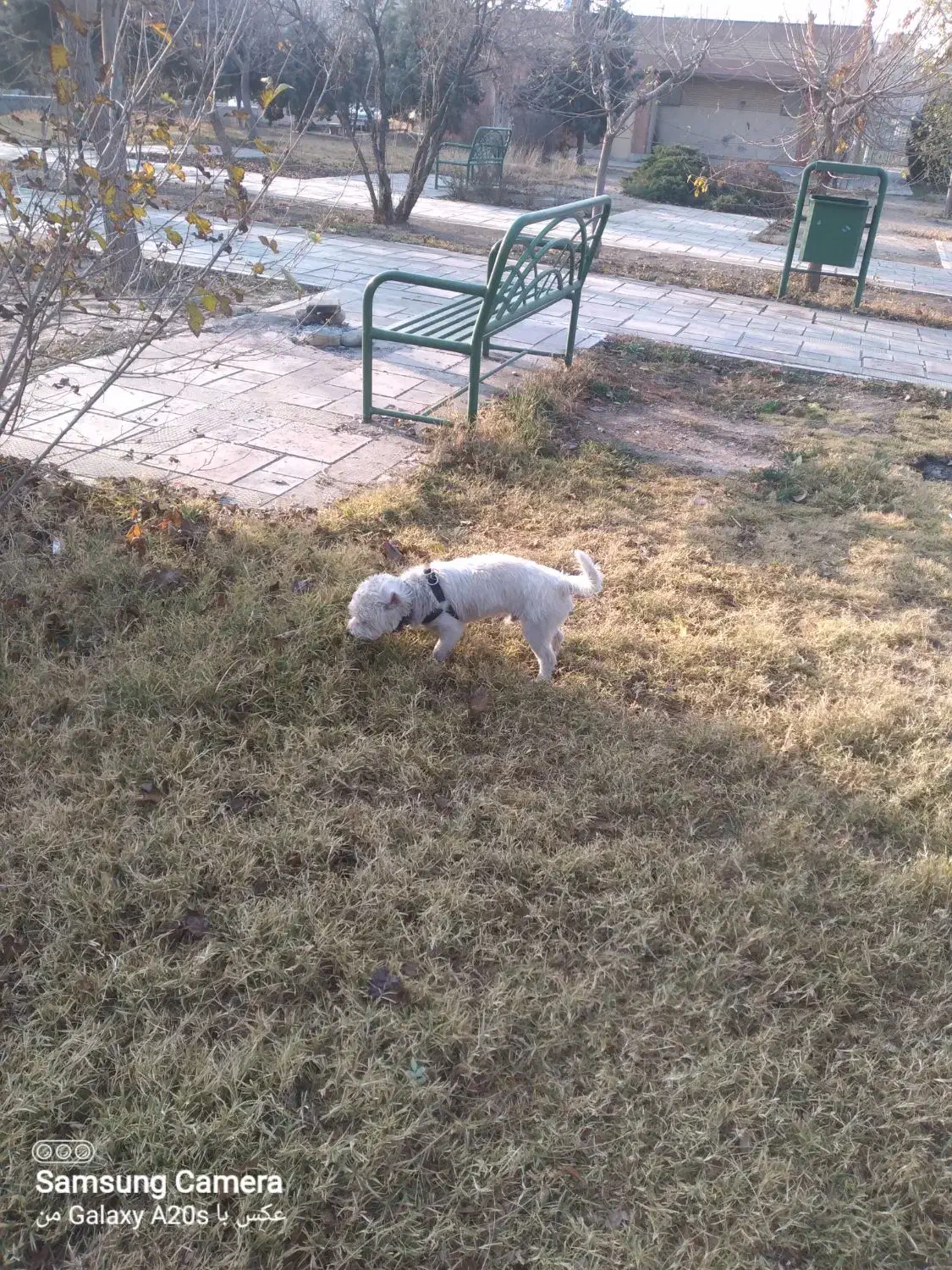 گمشده|حیوانات|تهران, تهرانسر غربی|دیوار