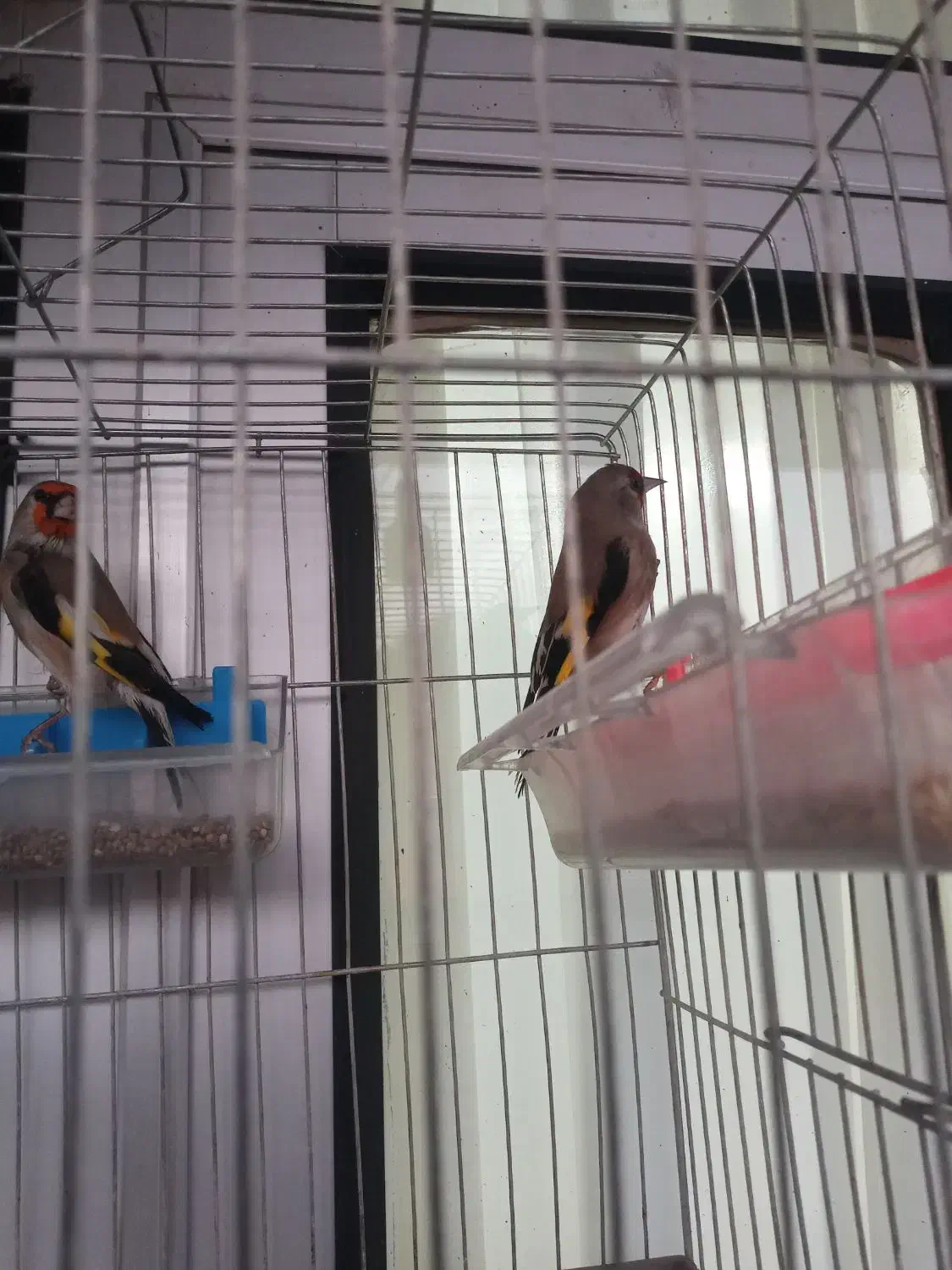 سهره نر به شرط|پرنده|ساری, |دیوار