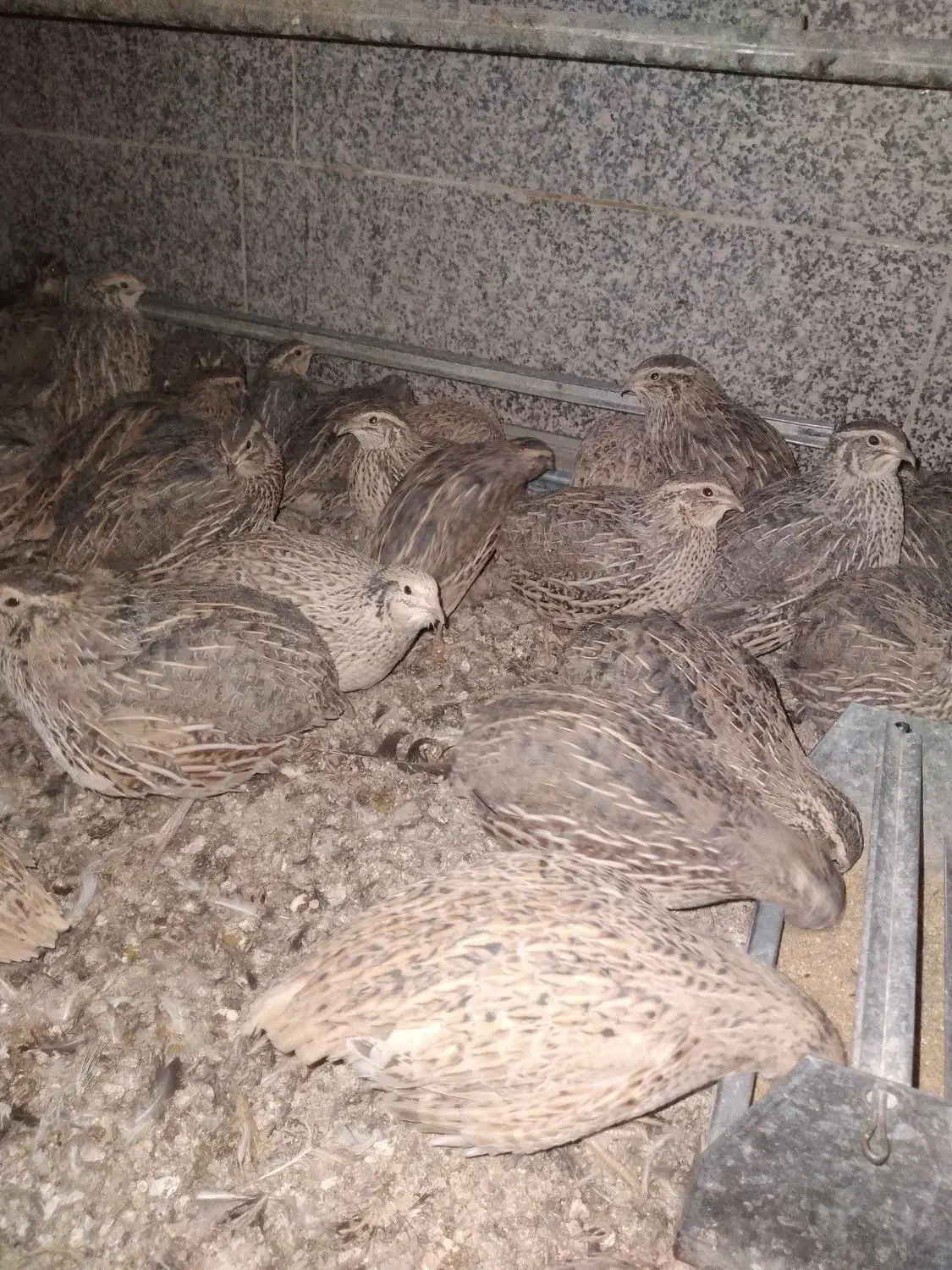 بلدرچین|حیوانات مزرعه|قم, نخودی|دیوار