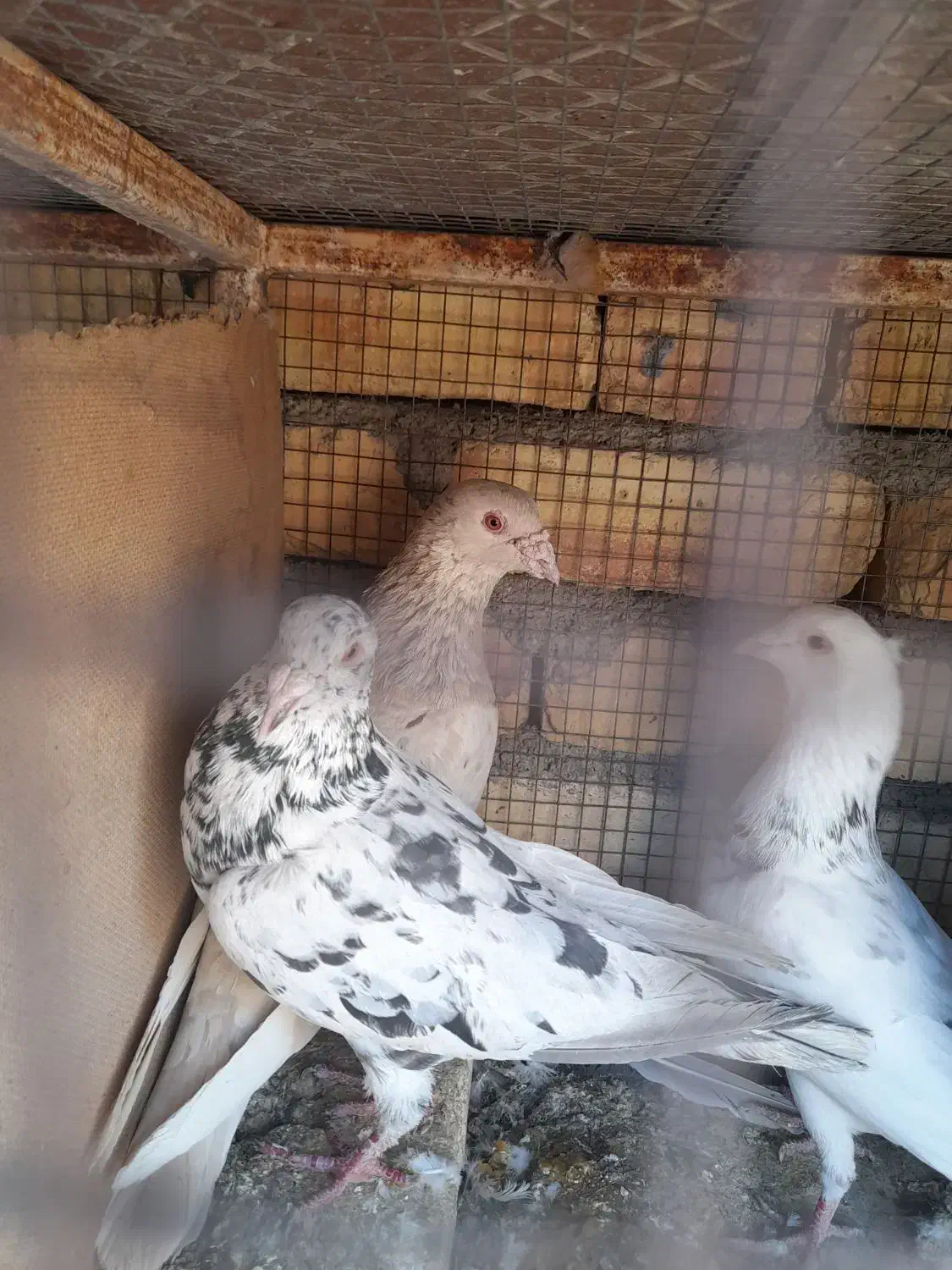 سینه ای وسرور|پرنده|لنجان, |دیوار