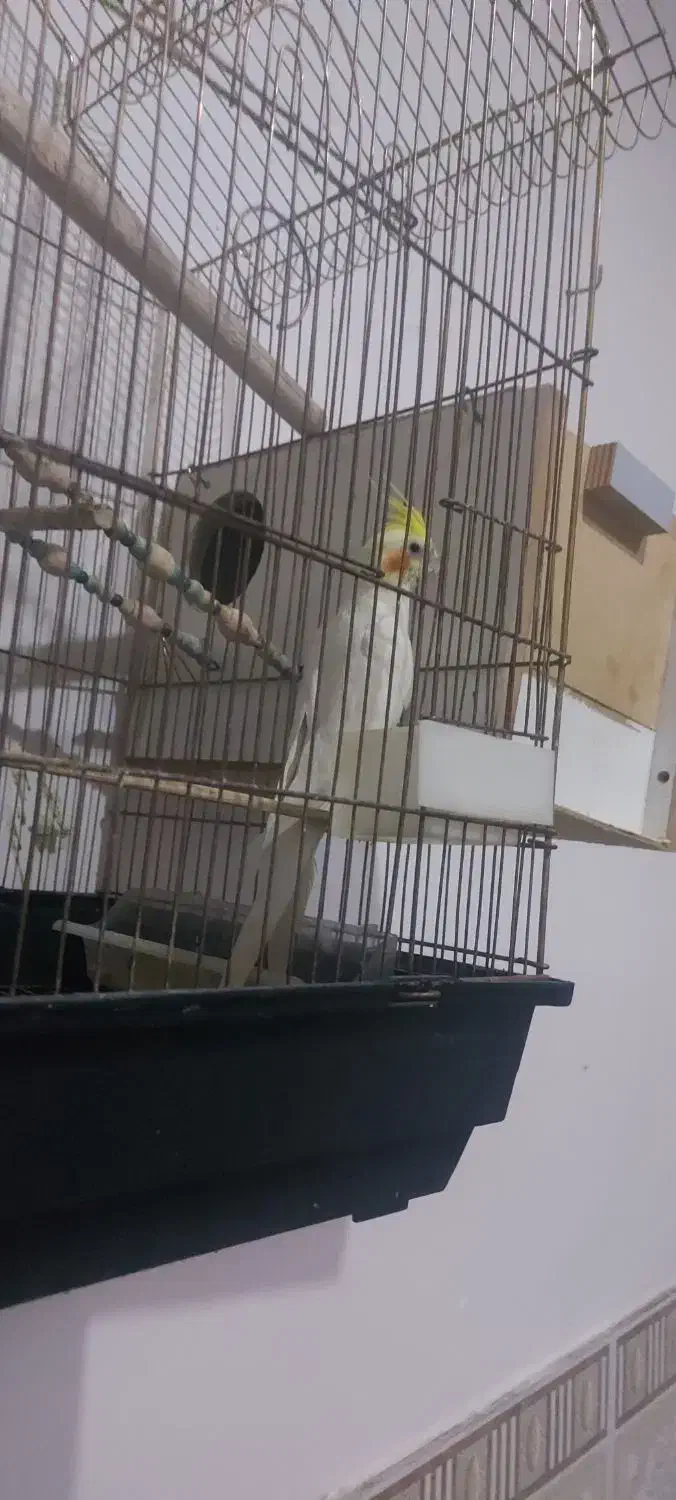 عروس هلندی نر دستی|پرنده|اسلام‌شهر, شهرک مهدیه|دیوار