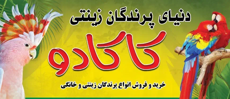 دنیای پرندگان زینتی کاکادو|پرنده|مهاباد (آذربایجان غربی), |دیوار