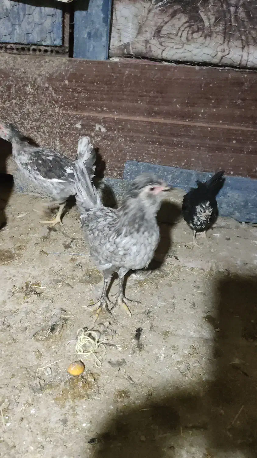 مرغ و خروس طوسی و سوزنی|حیوانات مزرعه|اصفهان, امینآباد|دیوار