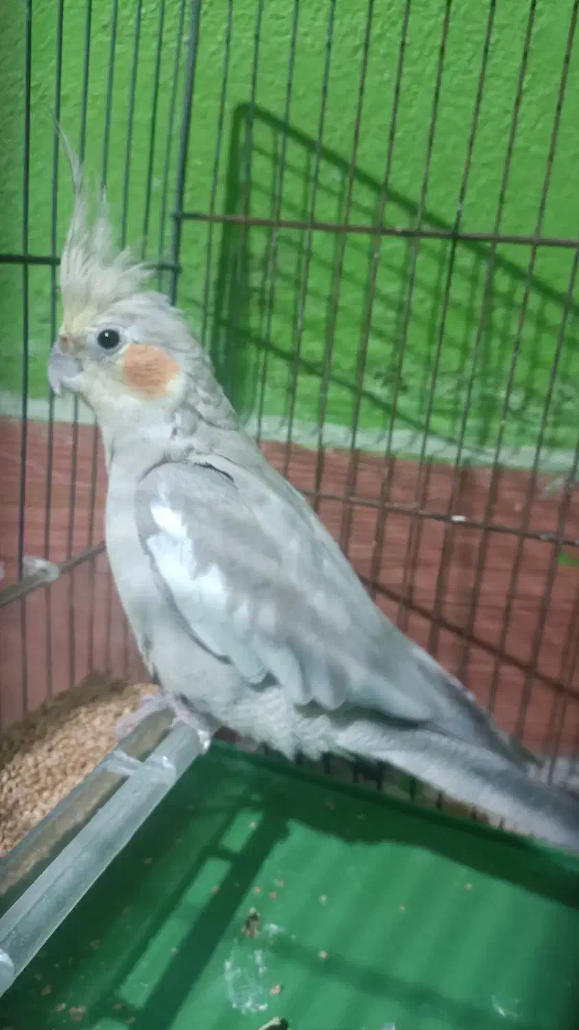 عروس هلندی|پرنده|دهدشت, |دیوار