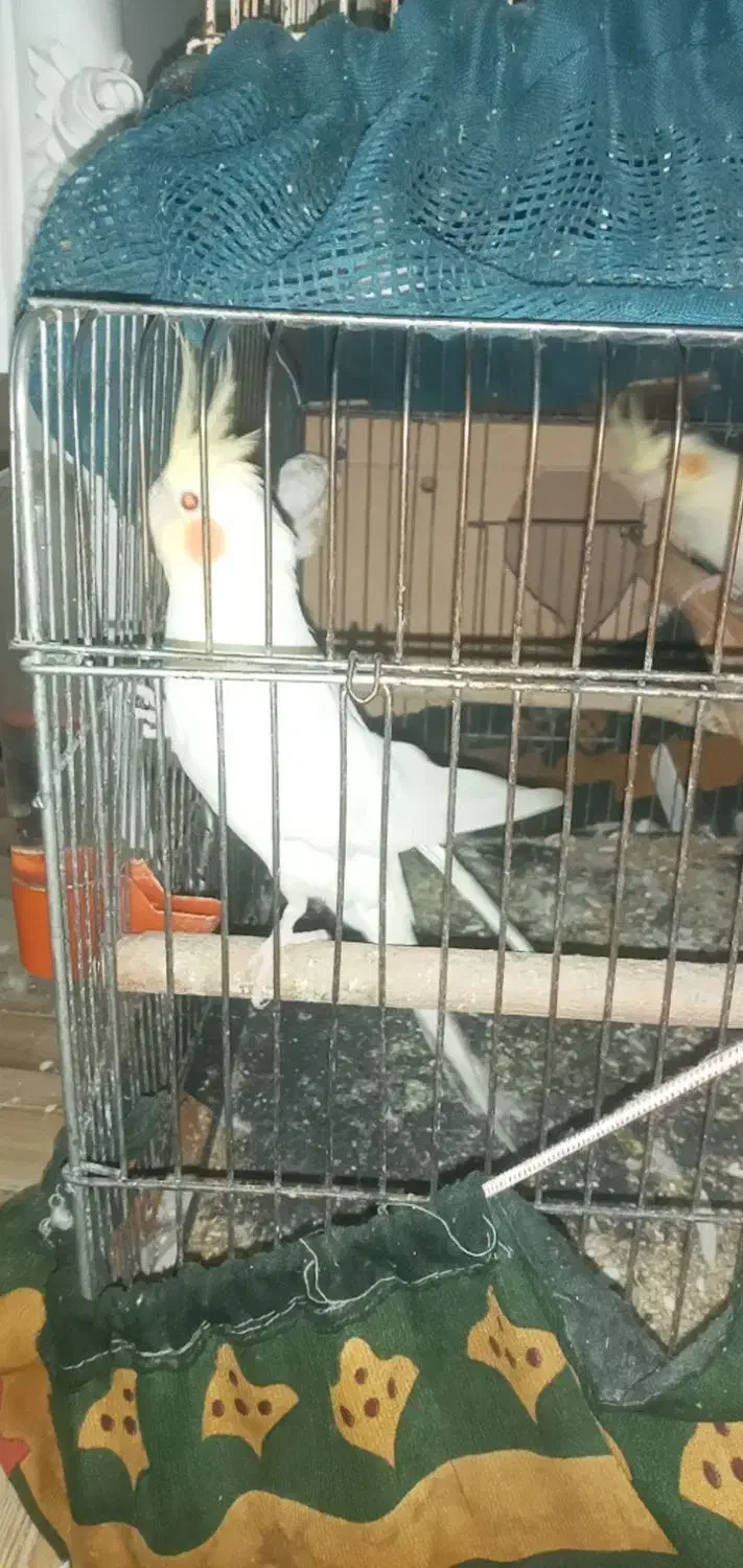 عروس هلندی|پرنده|سوسنگرد, |دیوار