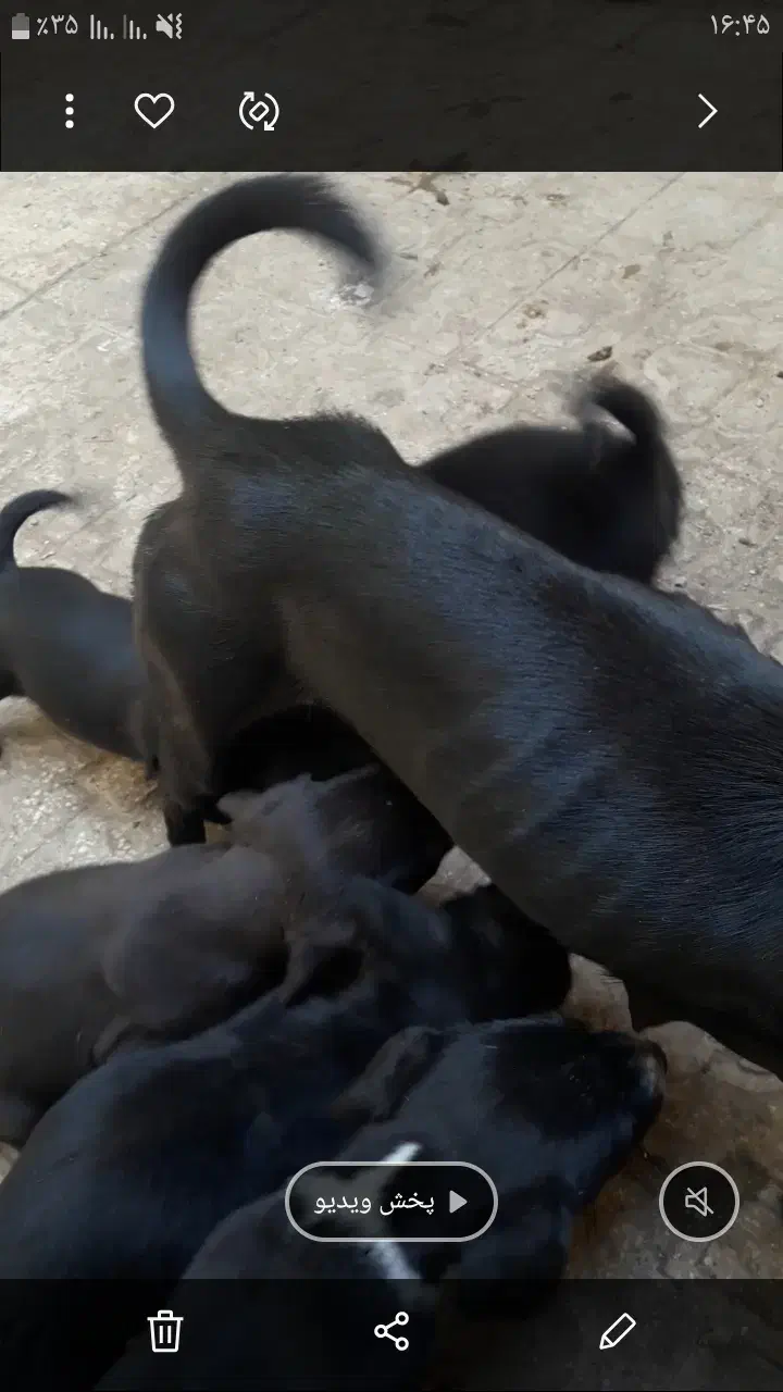 سگ پا کوتاه|سگ|صحنه, |دیوار