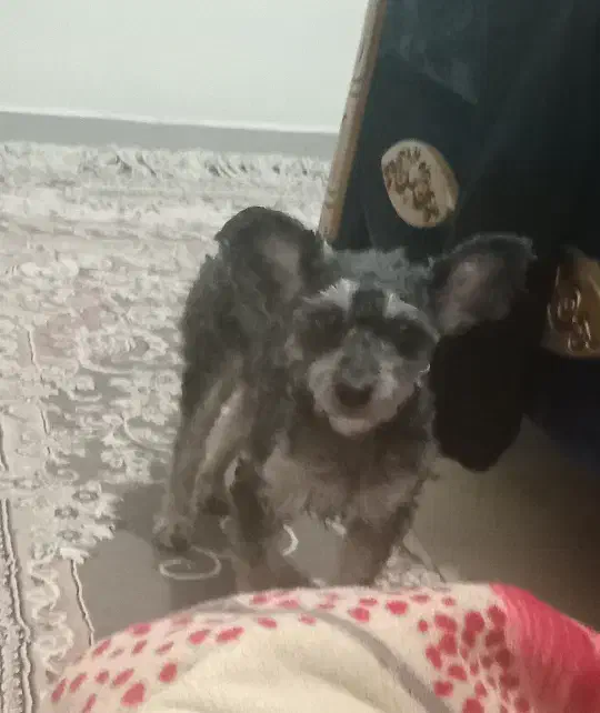 با سلام ۱عدد توله سگ نر واگذاری|سگ|شاهین‌شهر, پارک بانک استان|دیوار