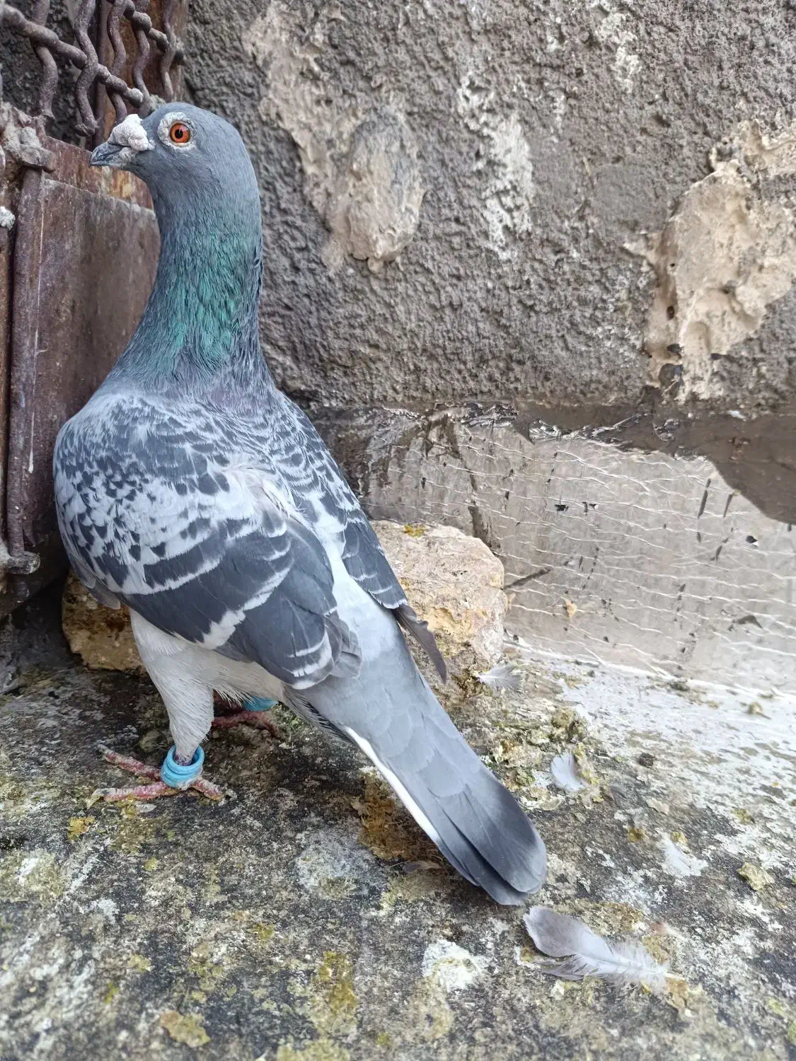 کفتر هوایی و جفتگاه|پرنده|خواف, |دیوار