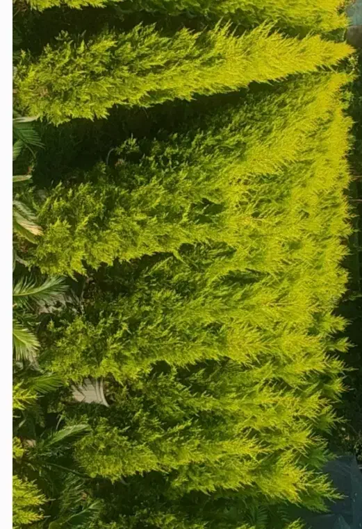 لاوسون فونیکس فینیکس گل و گیاه کاج طلایی|گل و گیاه طبیعی|چابکسر, |دیوار