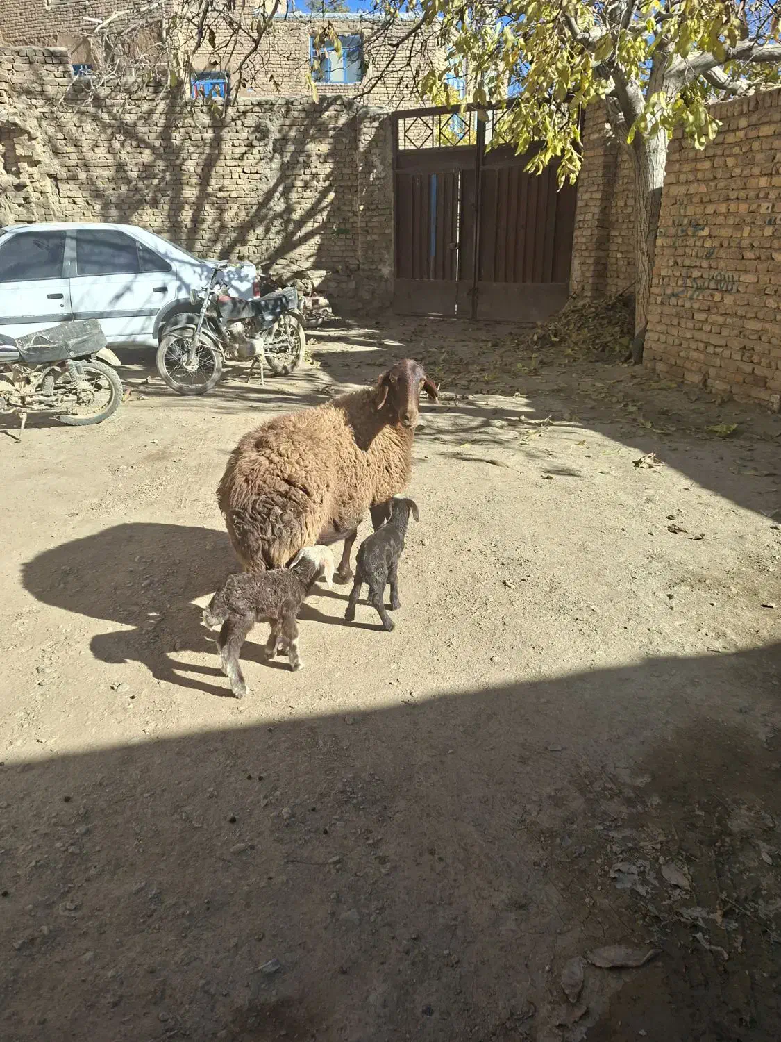 میش دوقلو|حیوانات مزرعه|داران, |دیوار