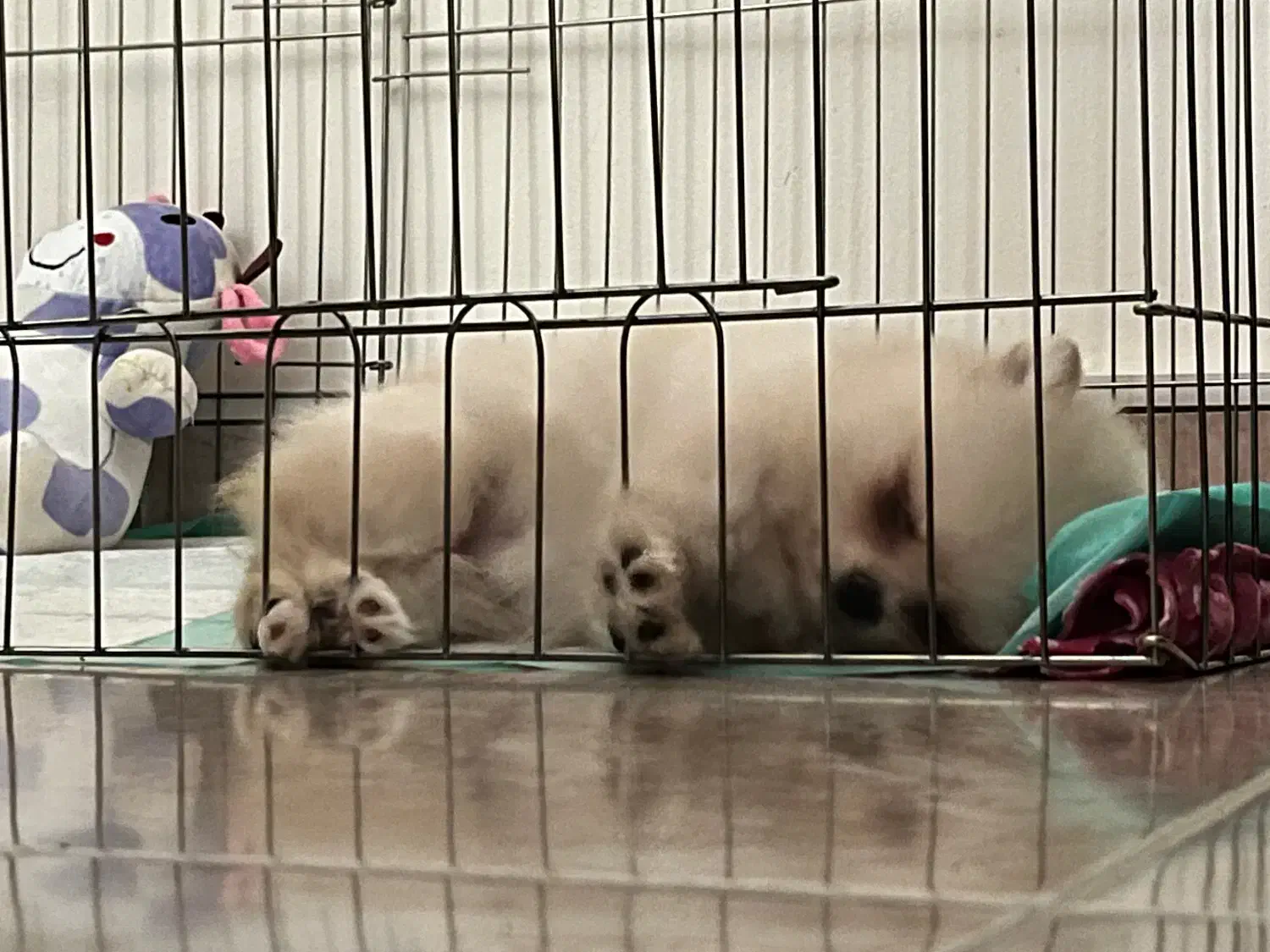 توله پامرانین خرسی سفید ماده|سگ|بندر انزلی, کلیور|دیوار