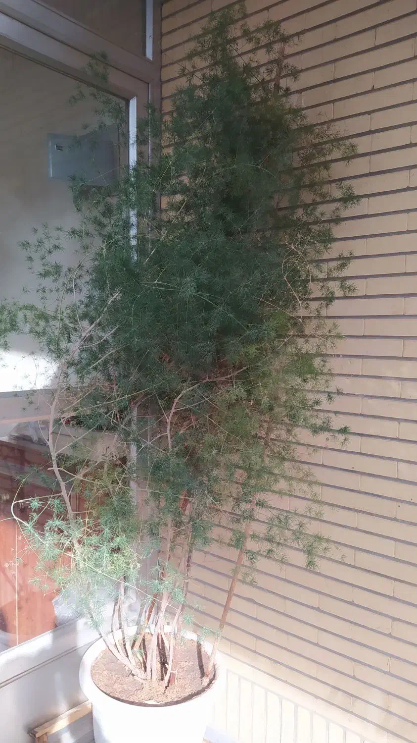 گل شویدی|گل و گیاه طبیعی|اصفهان, کنگاز|دیوار