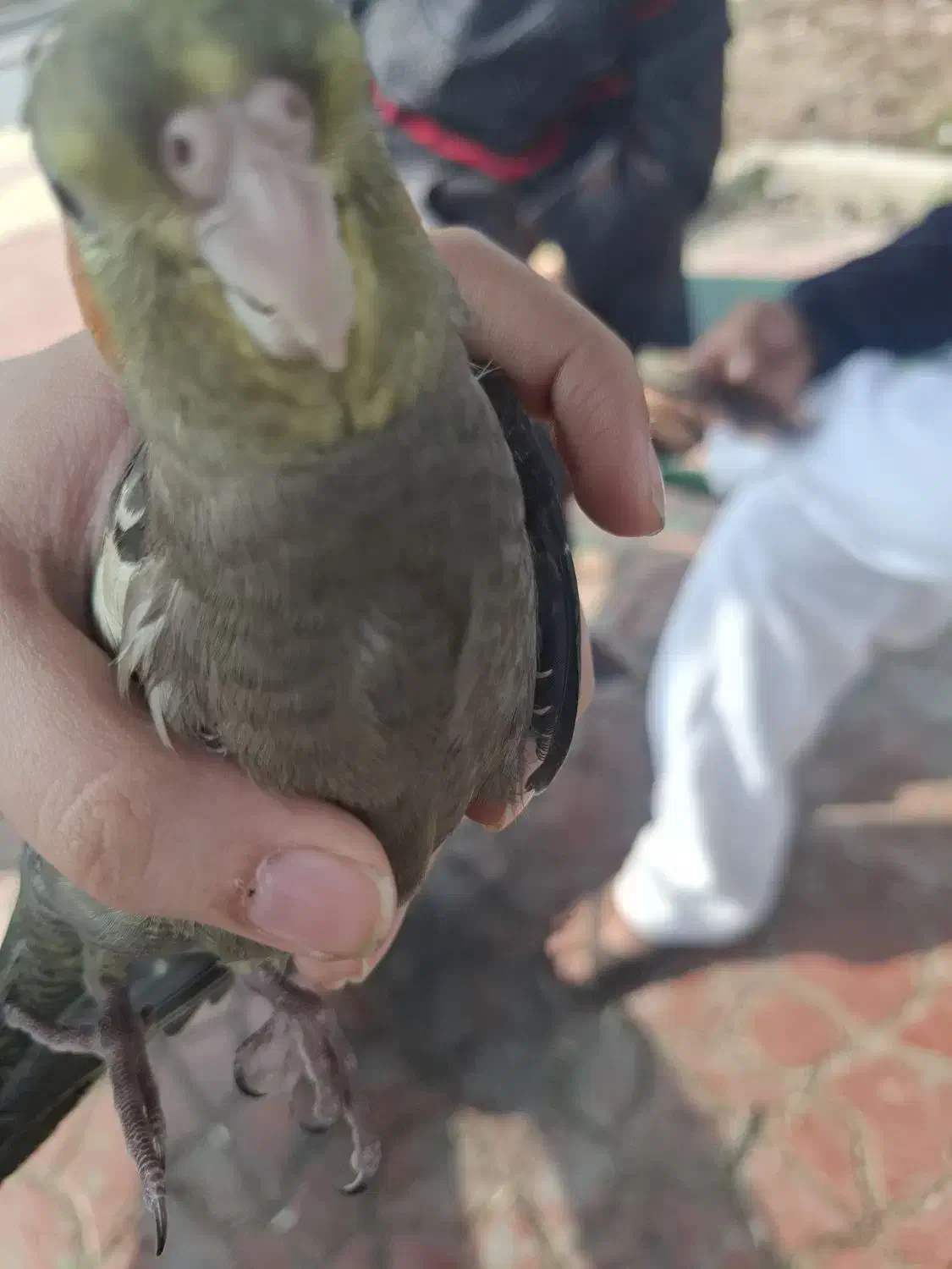 عروس هلندی گم شده|حیوانات|آبادان, |دیوار