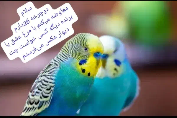 مرغ عشق کار داده|پرنده|ایرانشهر, |دیوار