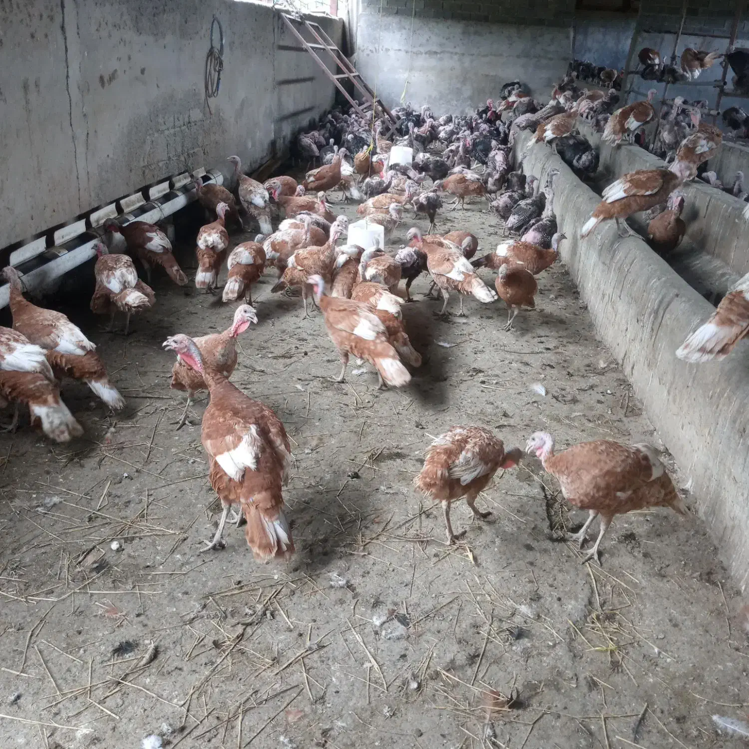 بو قلمون|حیوانات مزرعه|رشت, یخسازی|دیوار