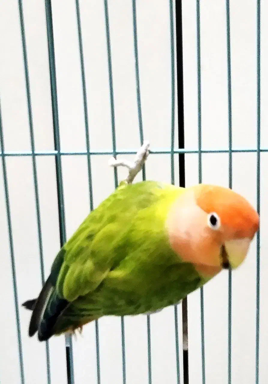 جفت طوطی  برزیلی|پرنده|ری, هاشم‌آباد|دیوار