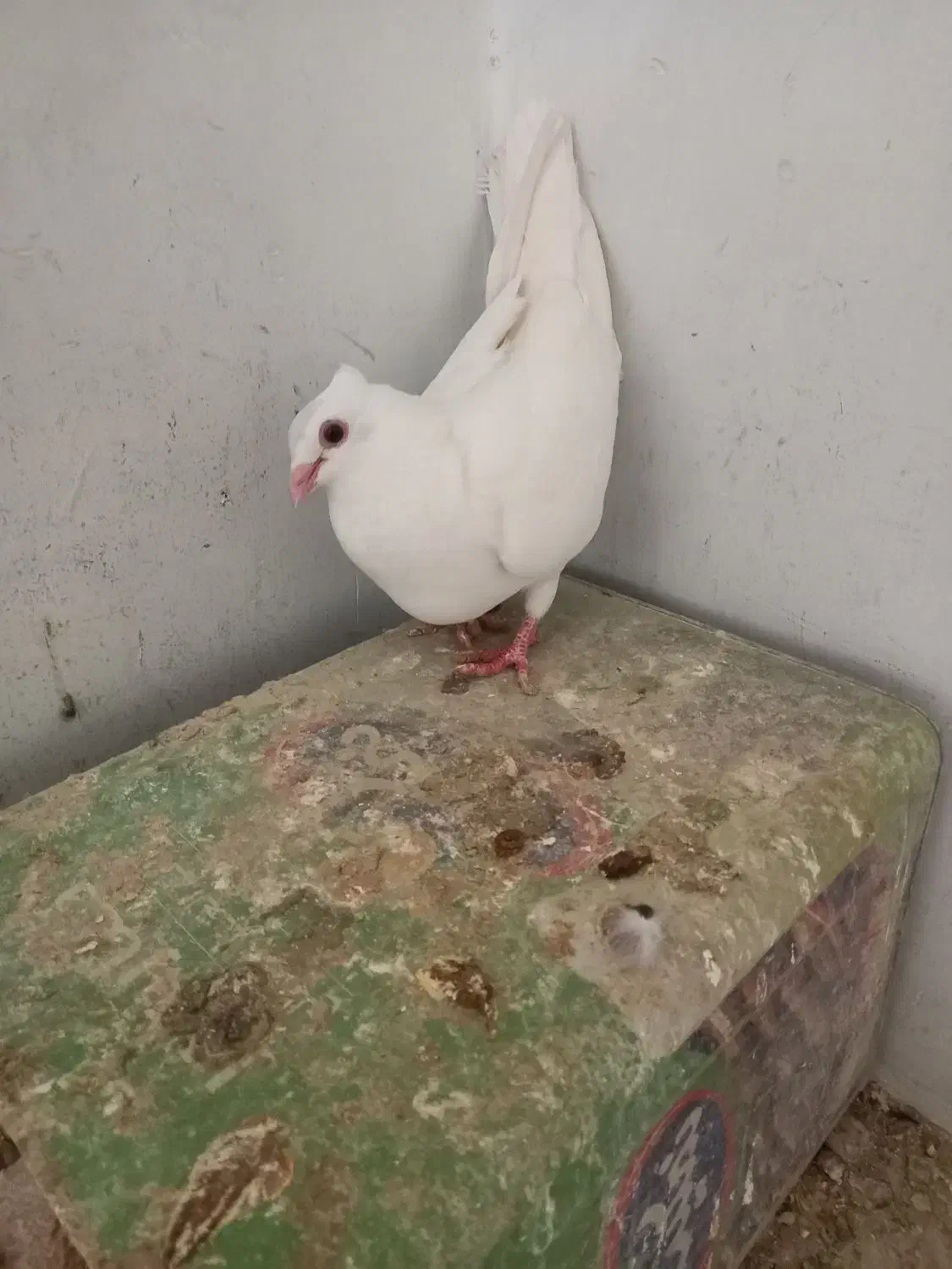 پرنده کبوتر و قفسی|پرنده|شیراز, انجیر|دیوار