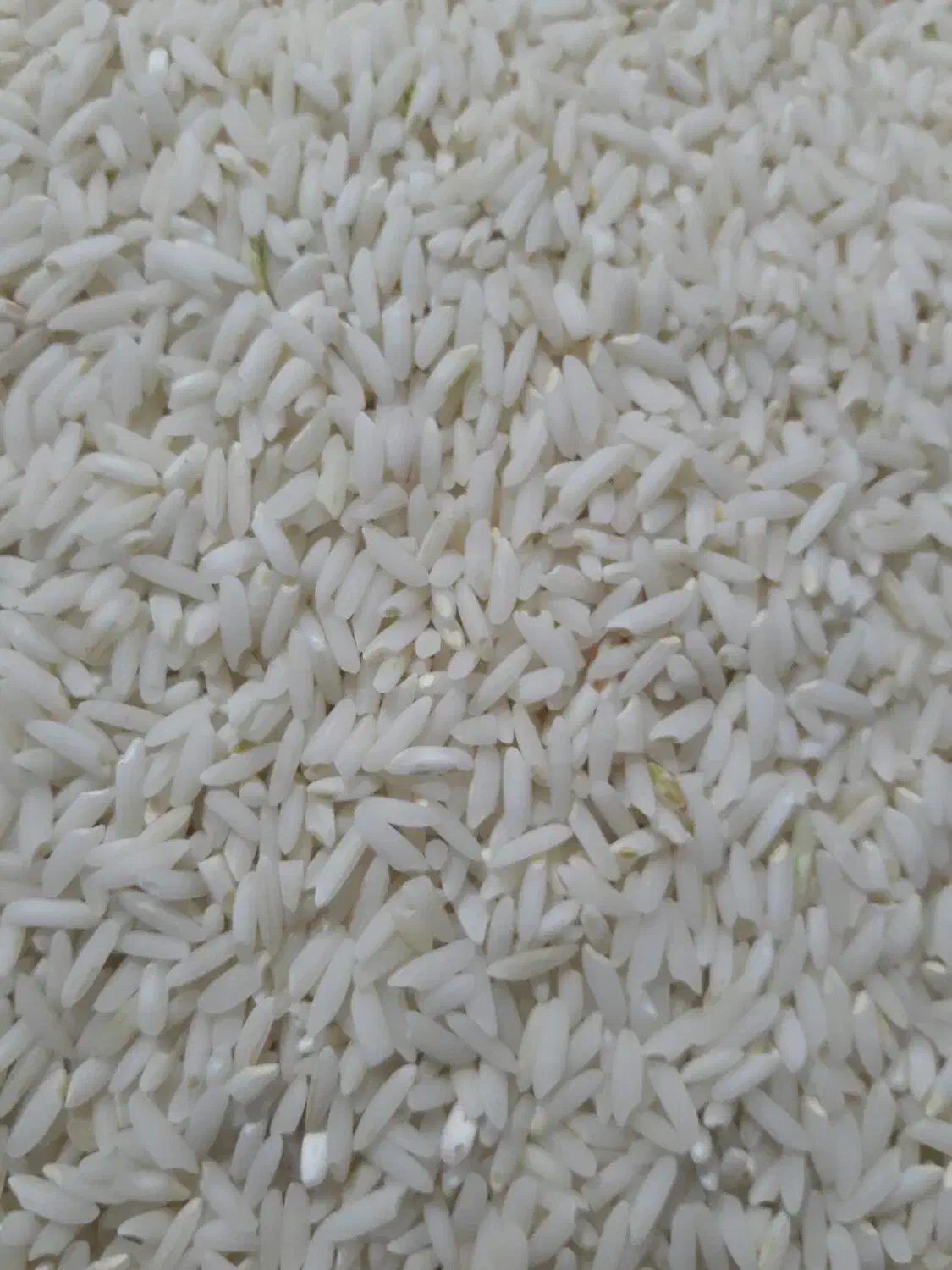 برنج ممان میانه عطری درجه یک|خوردنی و آشامیدنی|بهارستان, |دیوار