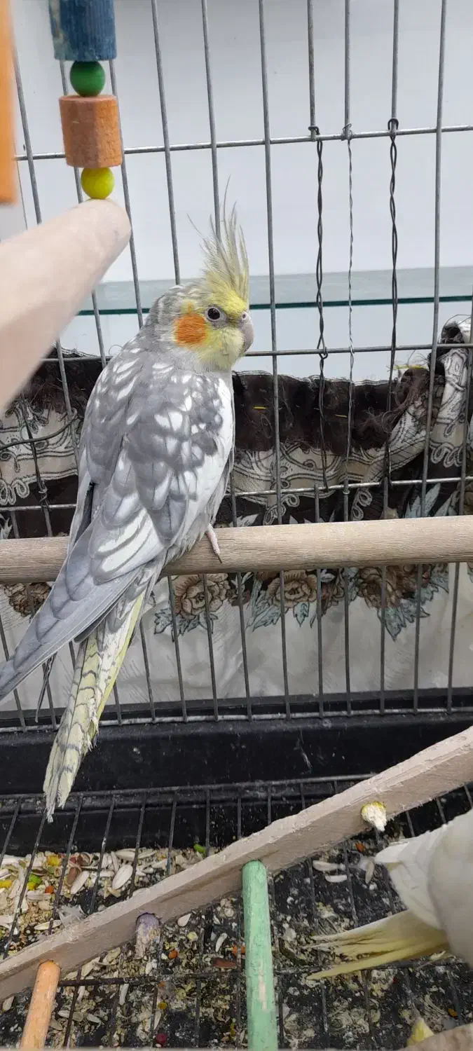 عروس هلندی|پرنده|تهران, مختاری|دیوار