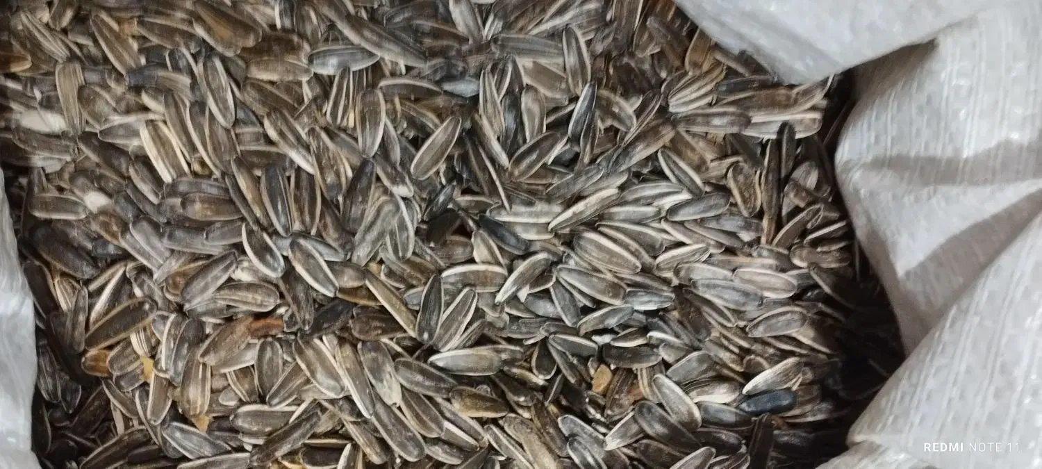 تخمه آفتاب گردان|خوردنی و آشامیدنی|پیرانشهر, |دیوار