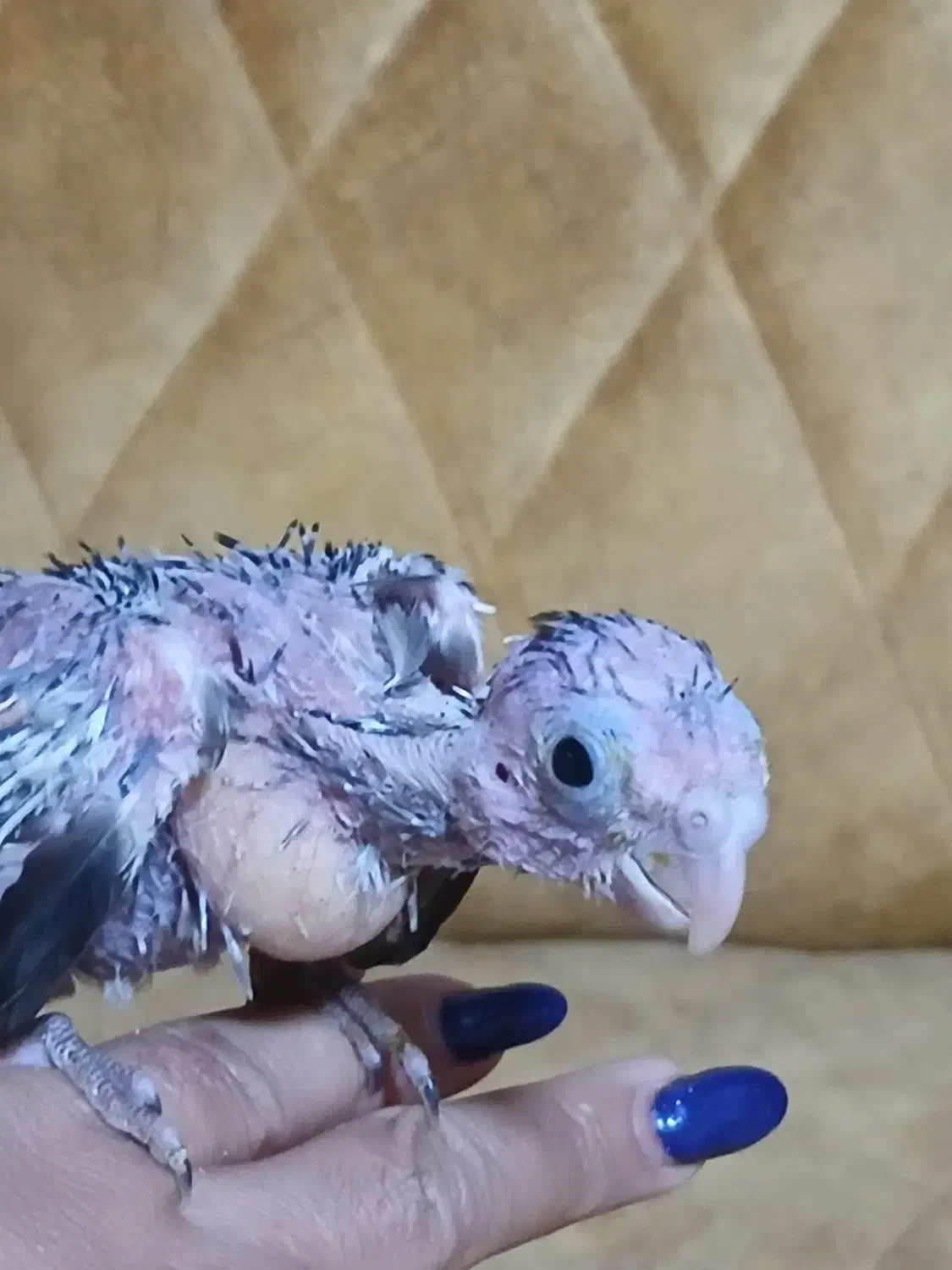 جوجه عروس سرلاکی|پرنده|کرج, انبار مپنا|دیوار