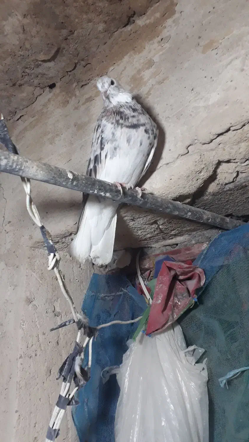 بشرط‌جوجه‌وگشت|پرنده|پاپی, |دیوار