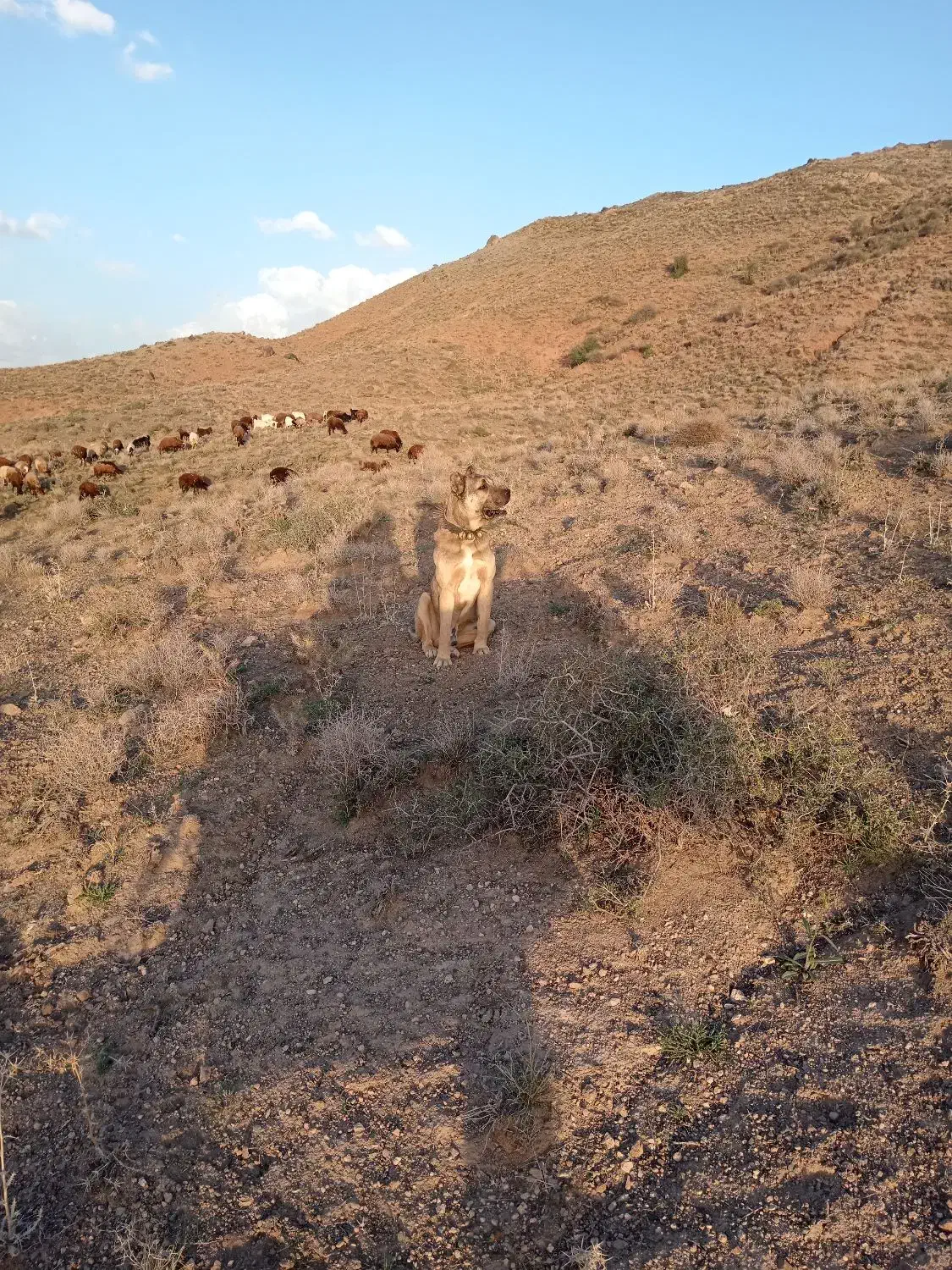تربت حیدریه روستای نسر قلعه نو|سگ|جلگه رخ, |دیوار