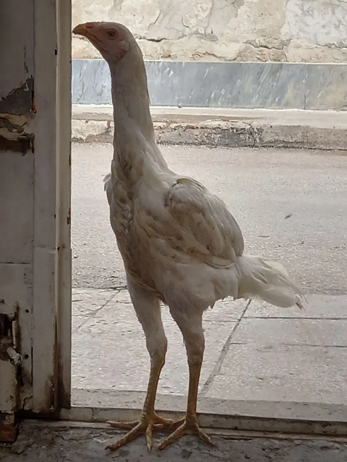 مرغ لاری|حیوانات مزرعه|اهواز, بیست متری شهرداری|دیوار