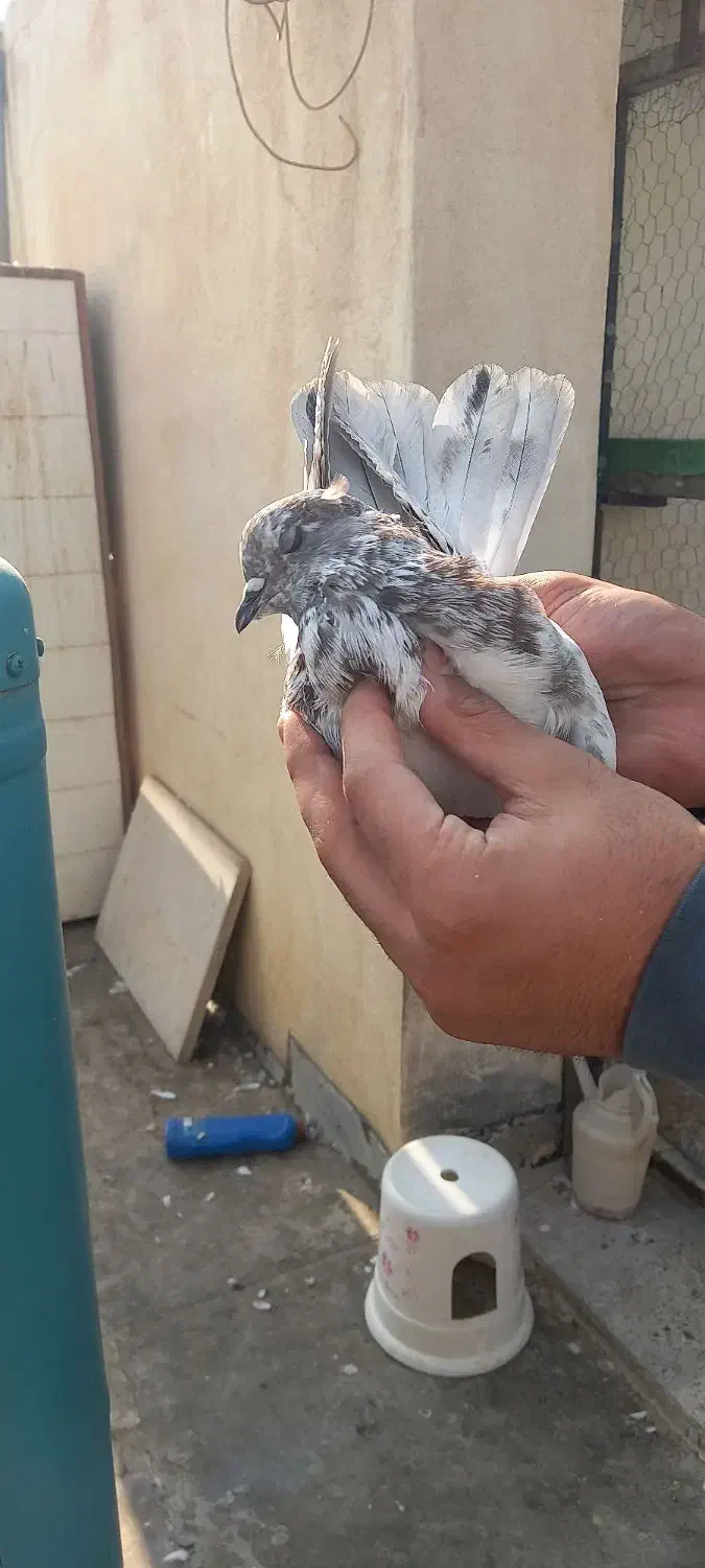 کبوتر پرشی|پرنده|فردیس, سپید دشت|دیوار