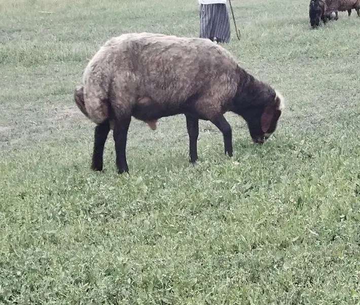 قوچ هیکل درشت|حیوانات مزرعه|سیجوال, |دیوار