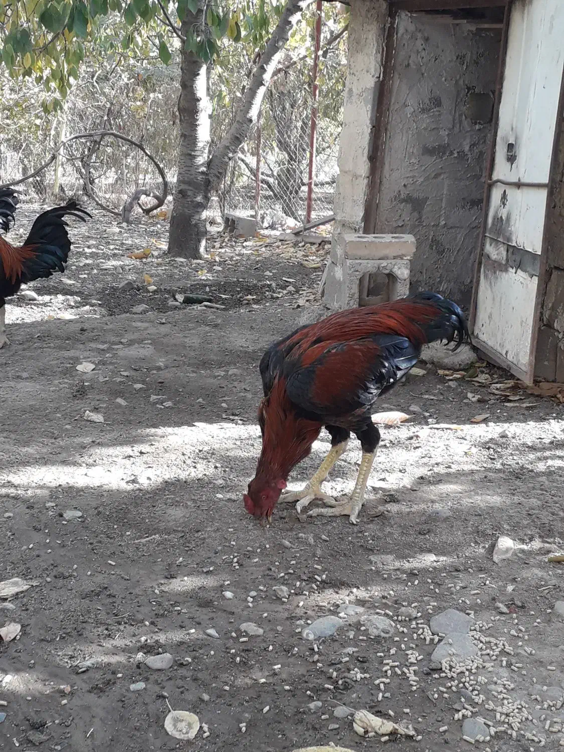 خروس لاری|حیوانات مزرعه|سردشت, |دیوار