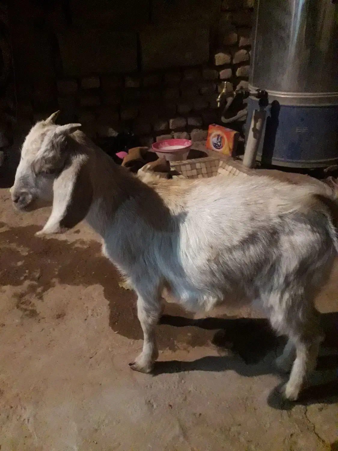 کهره نر|حیوانات مزرعه|کرمان, |دیوار