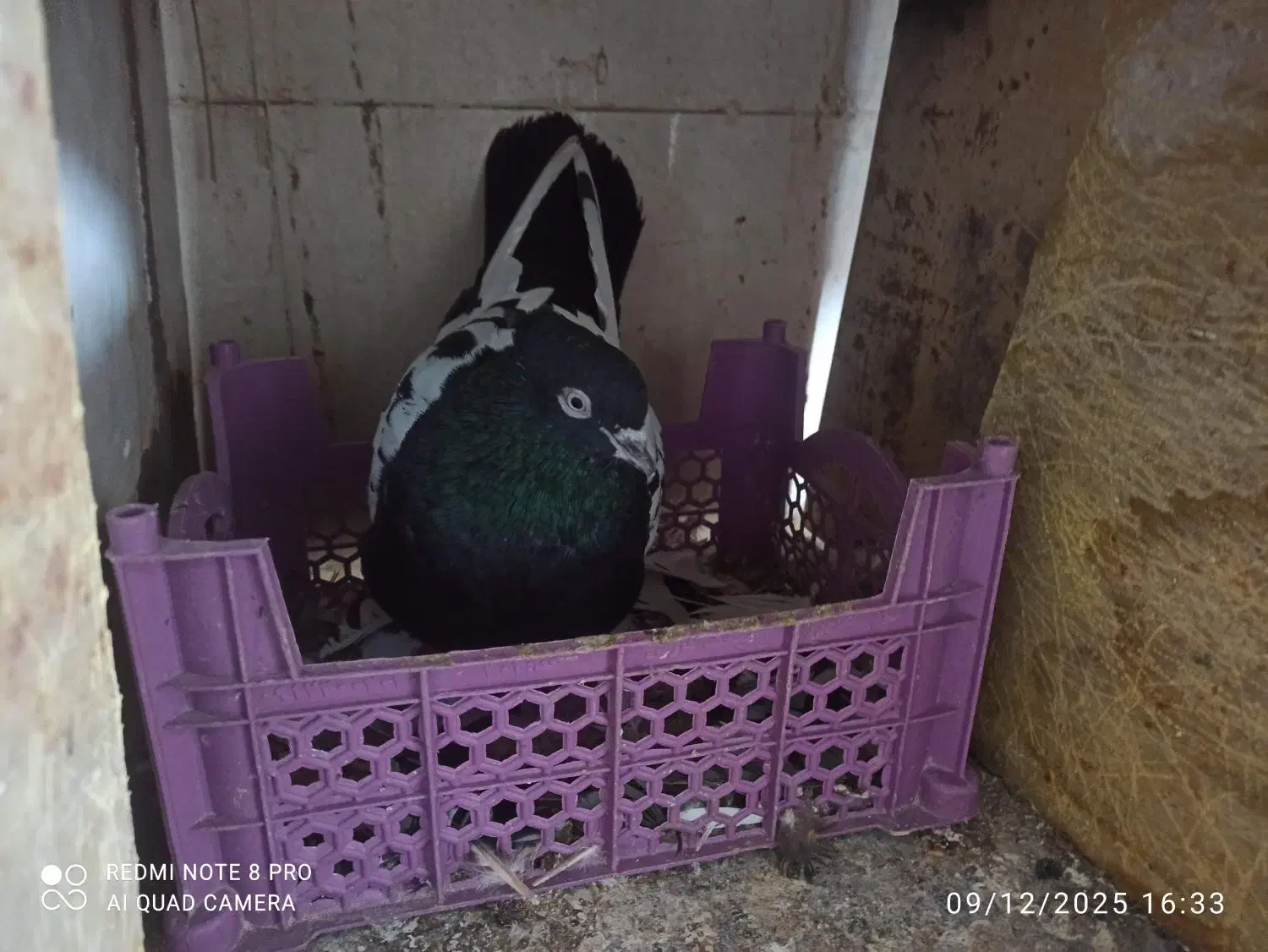 نر سینه سیاه و نر سفید دورگ|پرنده|اهواز, سپیدار|دیوار