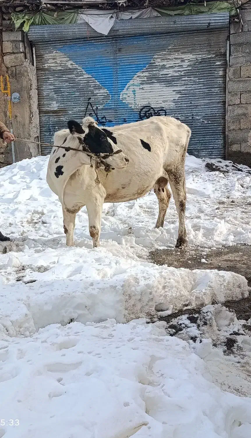 گاو هلشتاین|حیوانات مزرعه|دیواندره, |دیوار