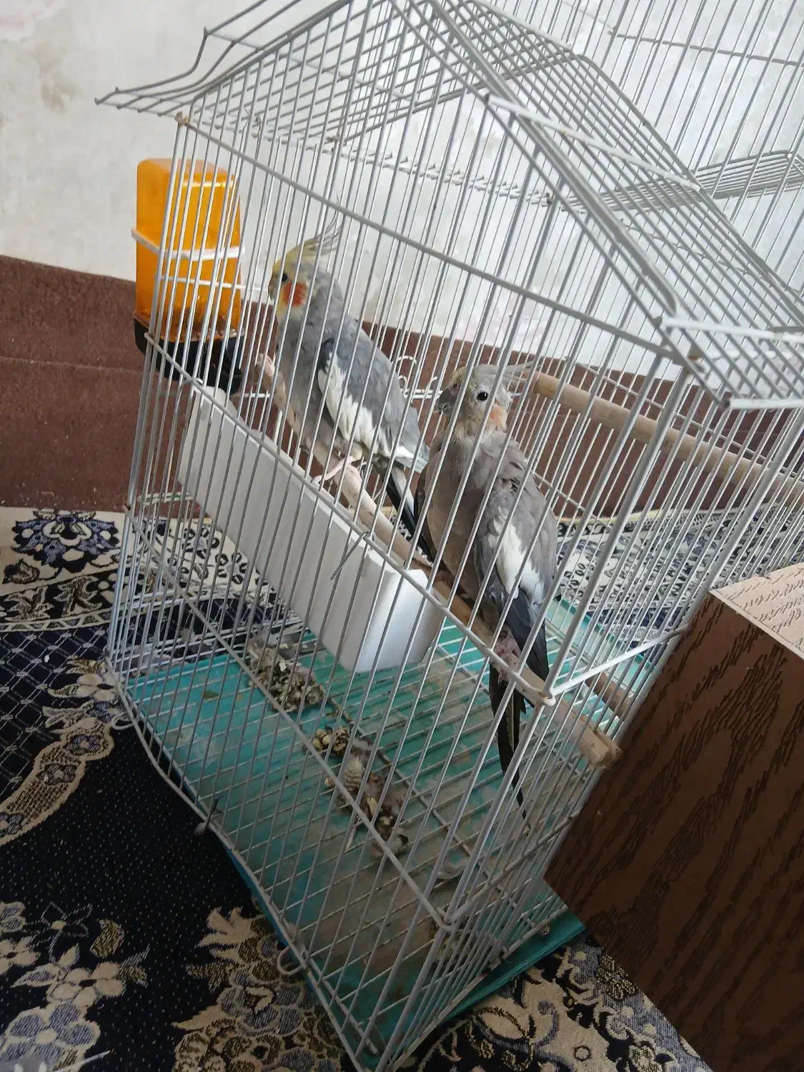 یک جفت عروس هلندی|پرنده|هشتگرد, شهرک صبا سوله|دیوار