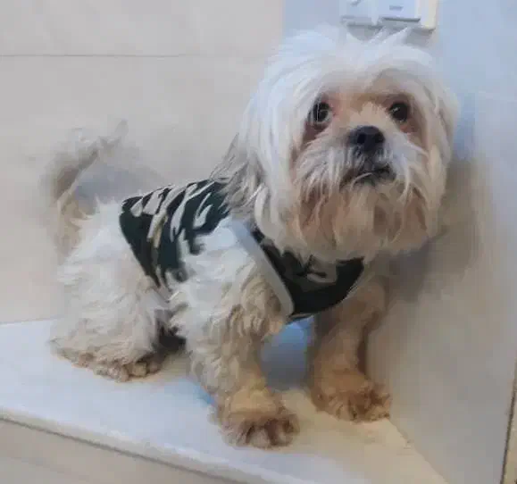 سگ شیتزو|سگ|کرج, گوهردشت|دیوار