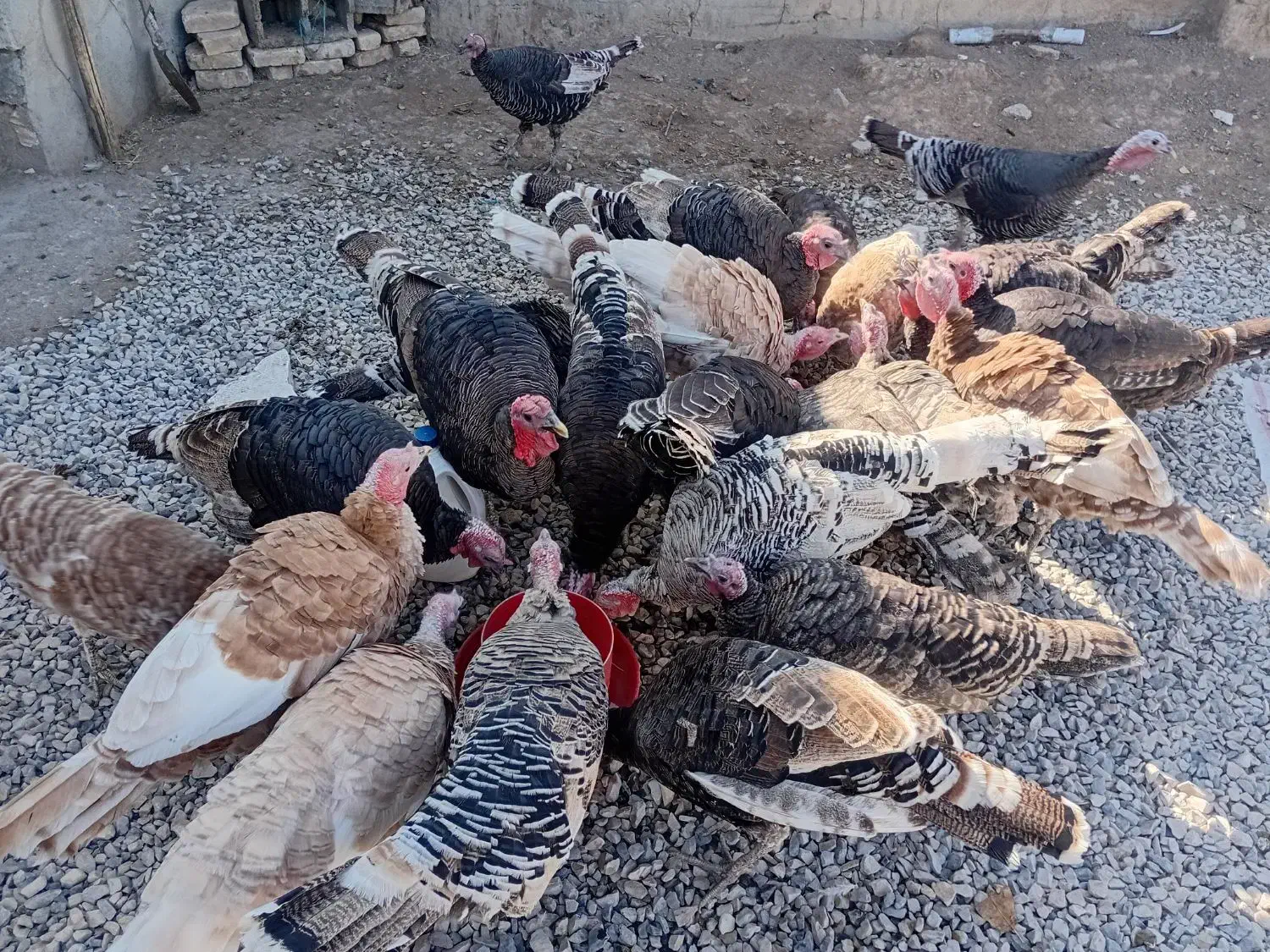 بوقلمون|حیوانات مزرعه|کوزران, |دیوار