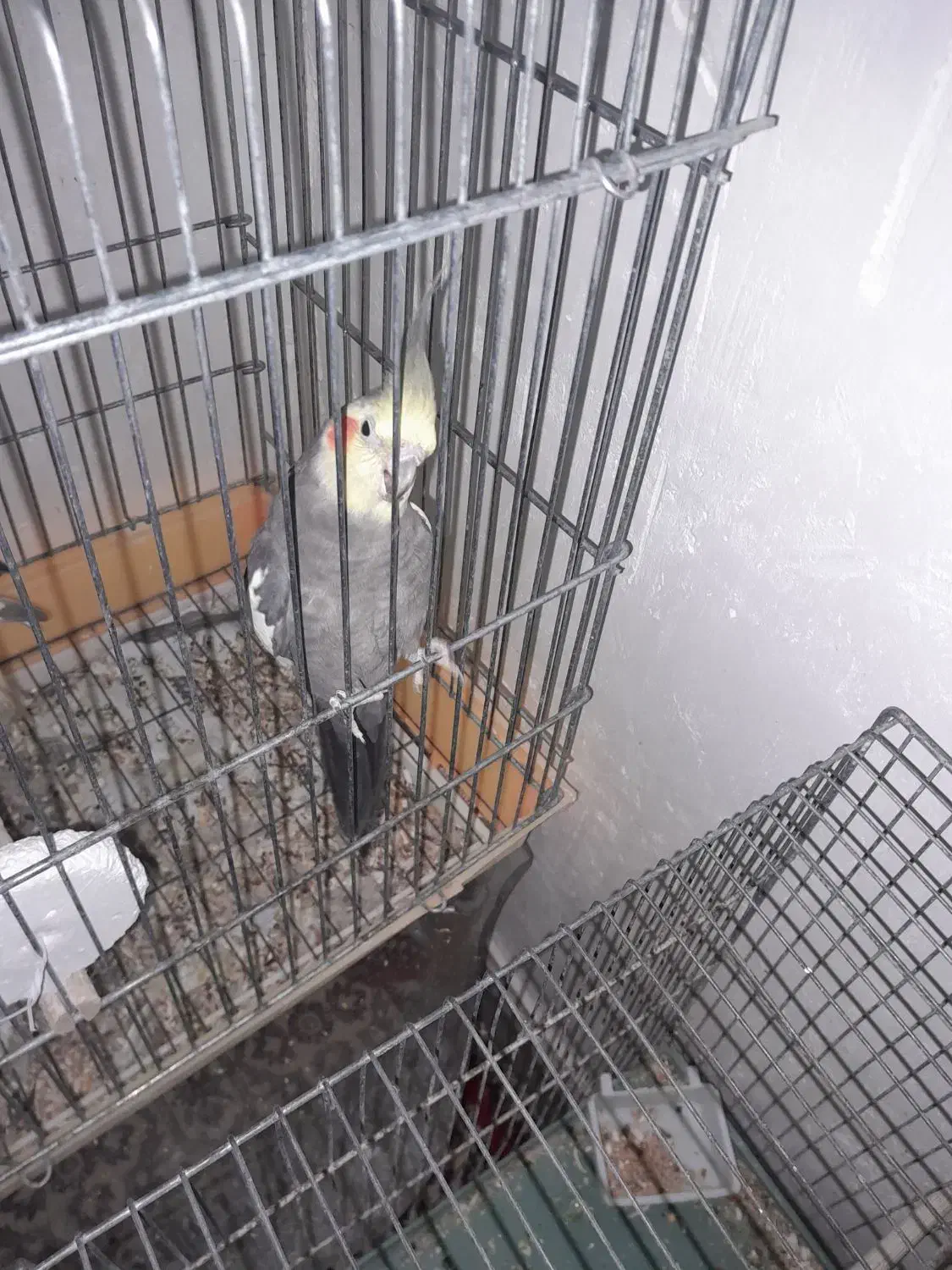 عروسهلندیمامونیه|پرنده|زرندیه, |دیوار