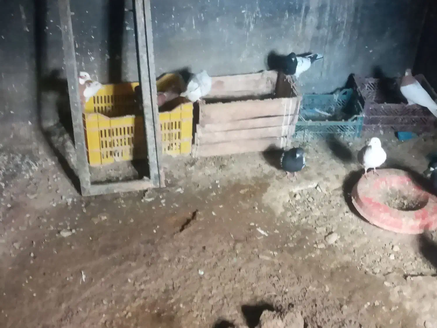 یک لانه کبوتر|پرنده|ملکان, |دیوار