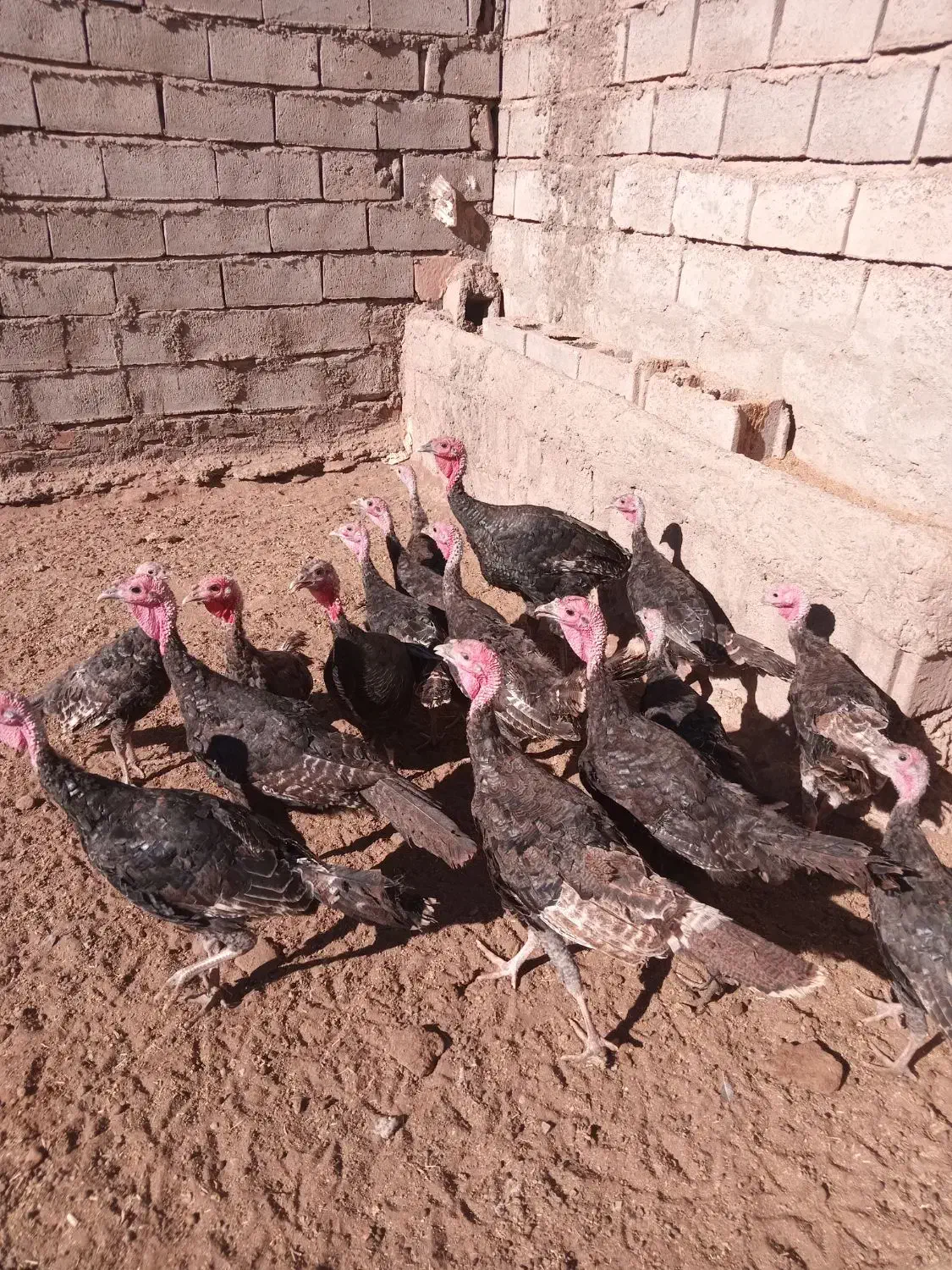 بوقلمون نر ۶ ماهه|حیوانات مزرعه|نیشابور, فردوسی جنوبی|دیوار