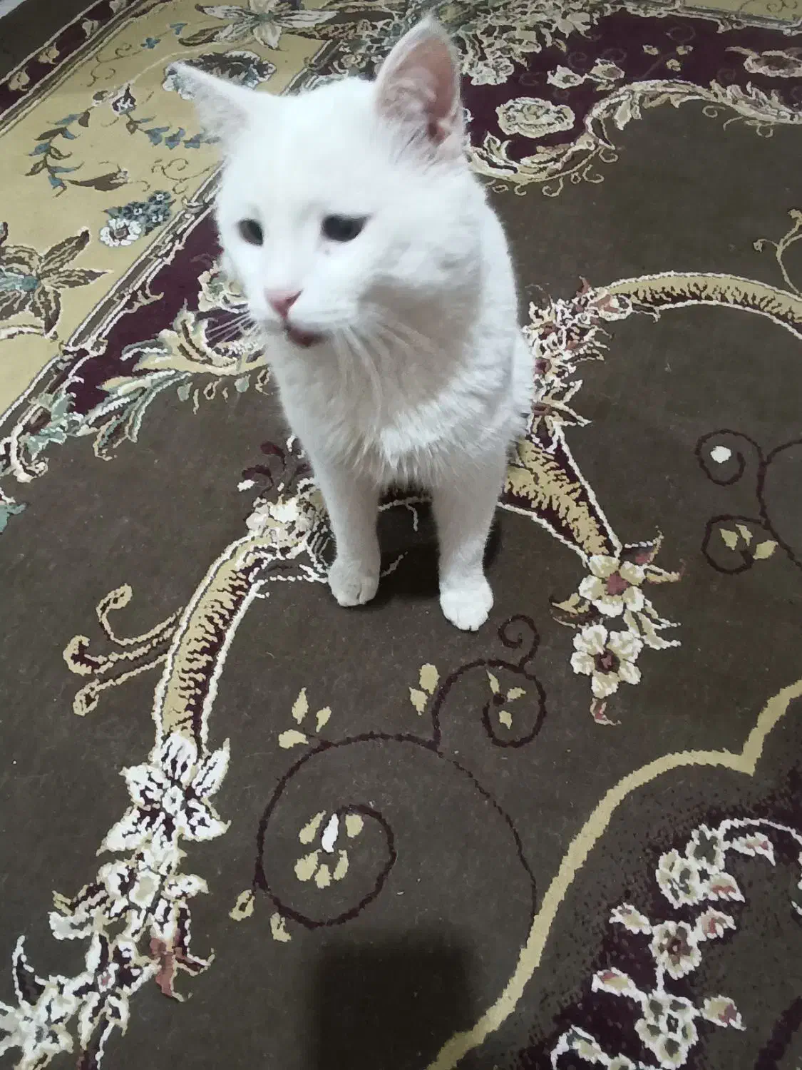 گربه گم شده|حیوانات|شیراز, کرونی(خاتونک)|دیوار