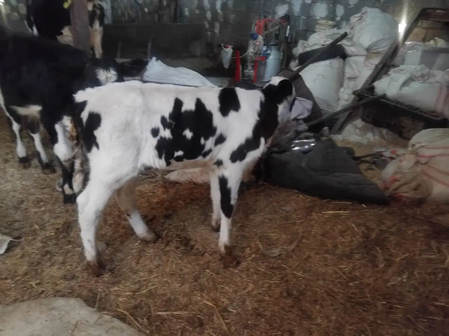 گوساله شیری سمینار درجه یک|حیوانات مزرعه|شازند, |دیوار