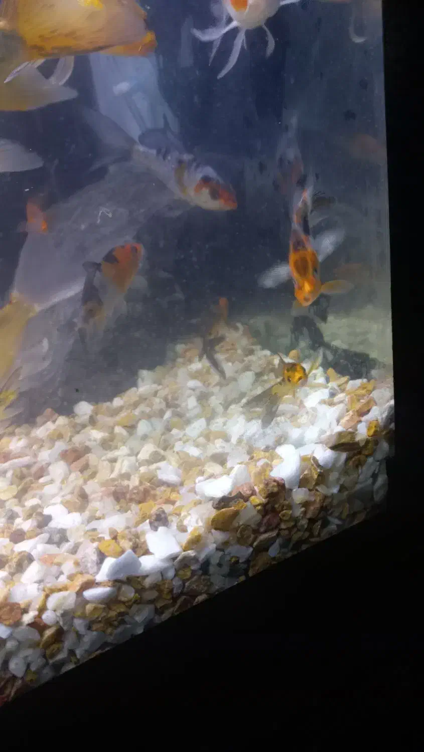 ماهی کوی|ماهی|قم, علی آباد سعدگان|دیوار