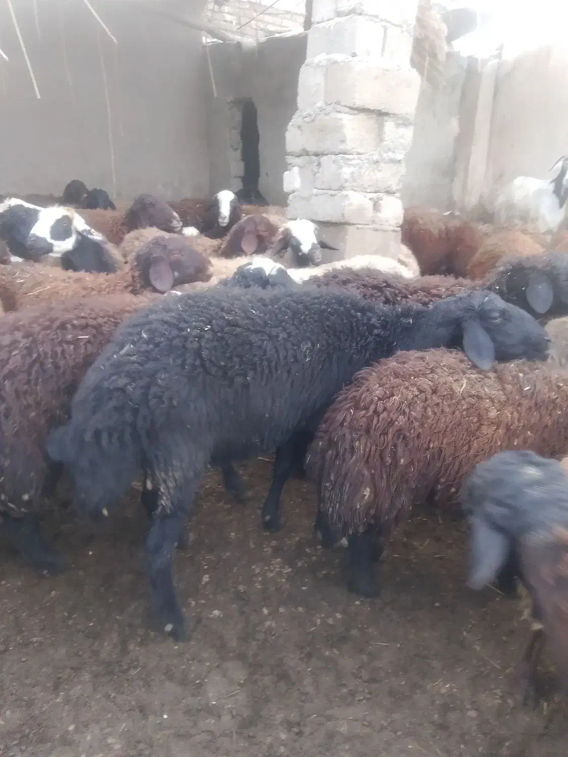 قوچ|حیوانات مزرعه|محمدبار, |دیوار